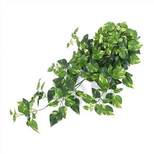 Planta Pothos penjant